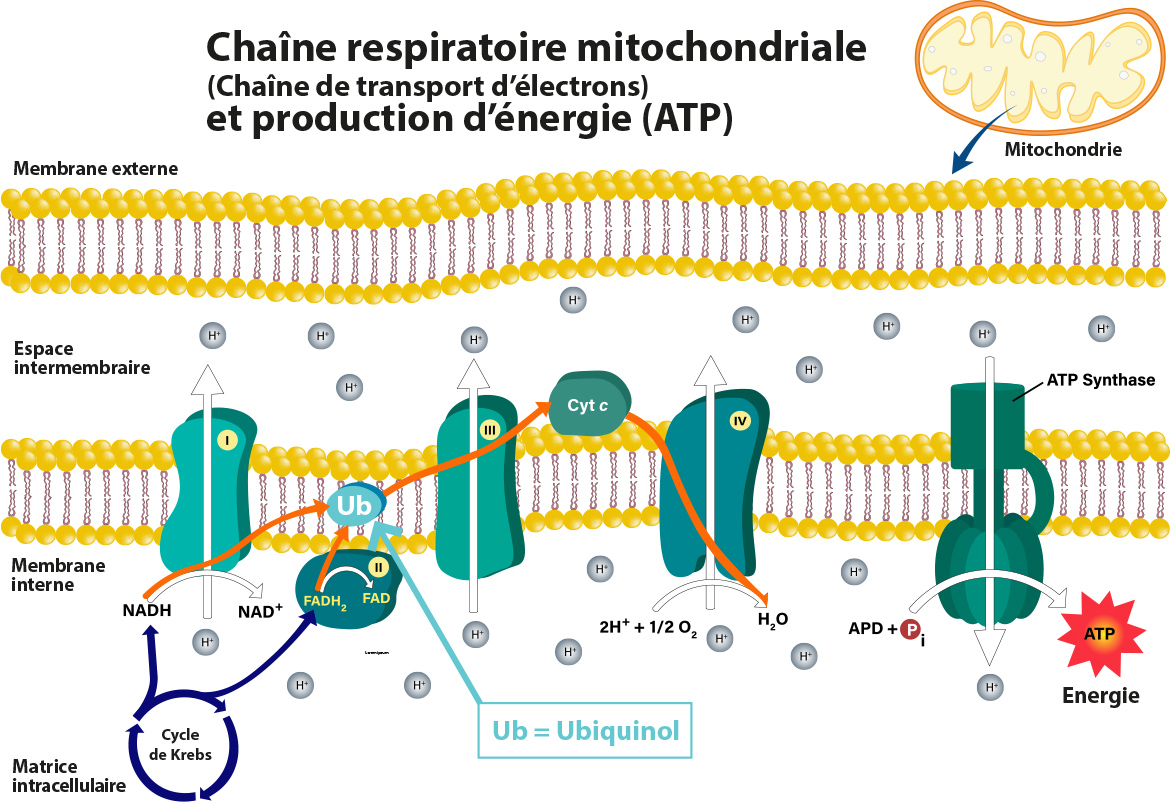 chaine respiratoire mitochondriale